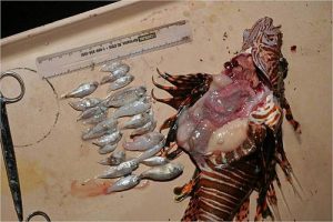 Lionfish Eat Everything - Stomach Contents