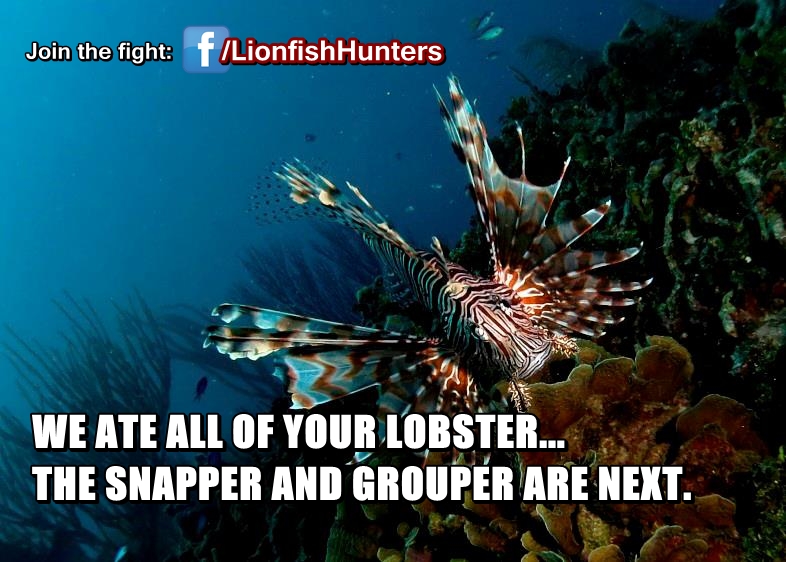 What is the problem with Lionfish? Why are Lionfish Bad?
