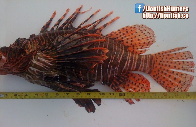 lionfish-facts-comprehensive-information-about-invasive-lionfish