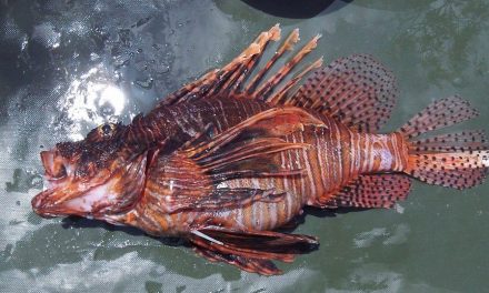 Lionfish wanted! Sell your lionfish to Florida seafood dealers