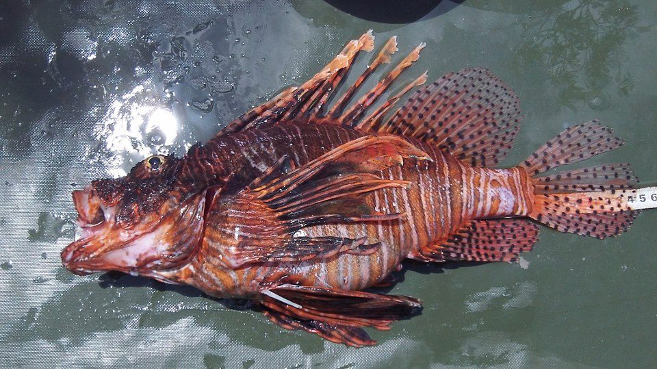 Lionfish wanted! Sell your lionfish to Florida seafood dealers - Lionfish Hunting Lodge
