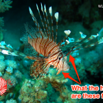 7 Interesting Facts About Invasive Lionfish You Might Not Know