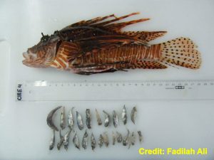 Lionfish Stomach Contents provided by Fadilah Ali