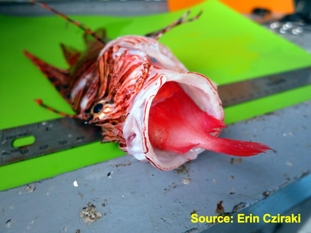 sub-sea-systems-our-world-lionfish-are-on-the-menu