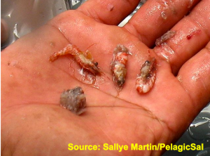 Lionfish Stomach Contents Photo Provided by Sallye Martin "PelagicSal"