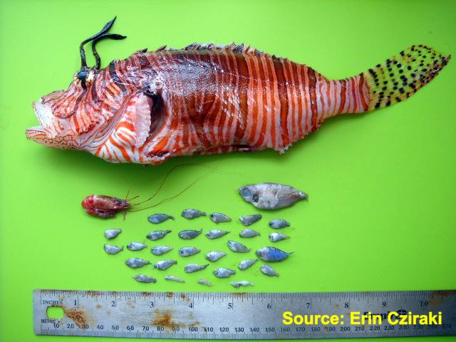 lionfish eating