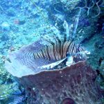 Invasive lionfish have now reached brazil