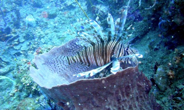 Invasive lionfish have now reached brazil