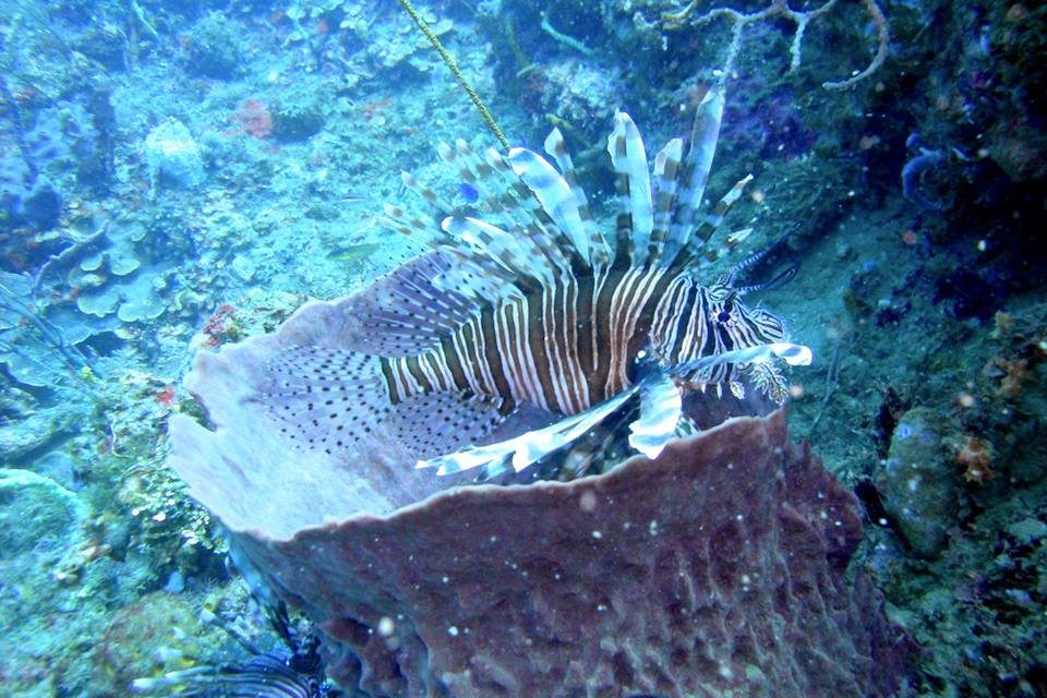 The lionfish plague is now spreading to the Mediterranean