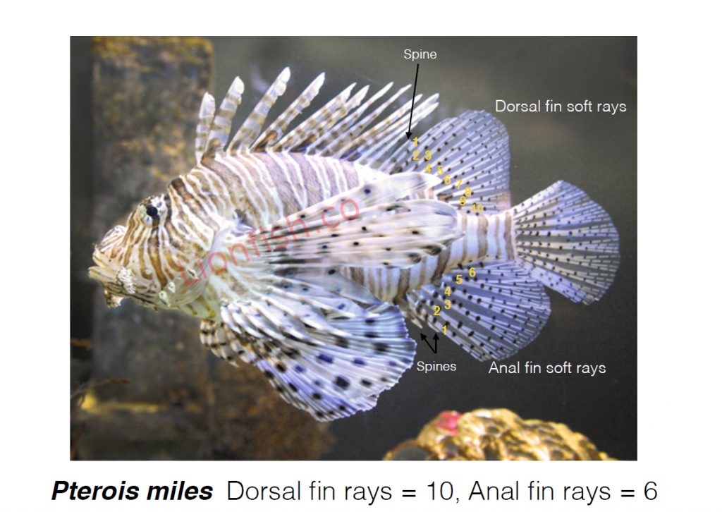 Pterois Miles fin ray count