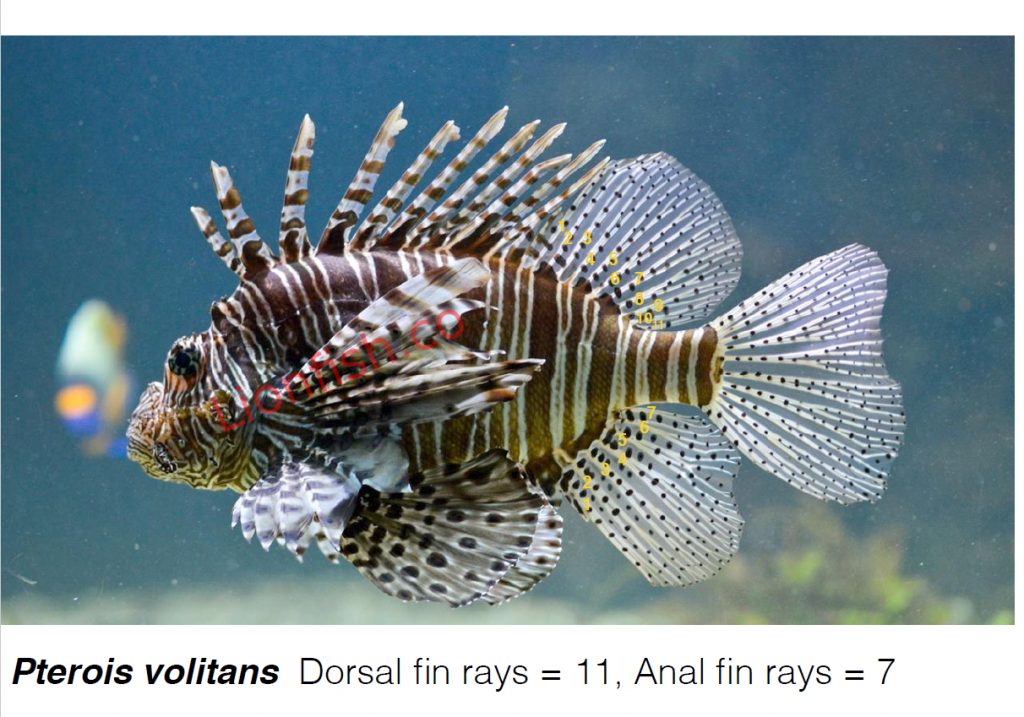 Pterois Volitans fin ray count