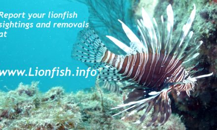 Largest Lionfish Contest for entire range of invasive lionfish
