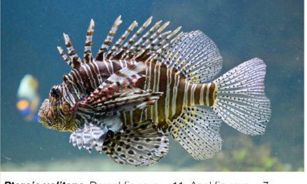 Is that lionfish a Pterois Miles or Pterois Volitans?