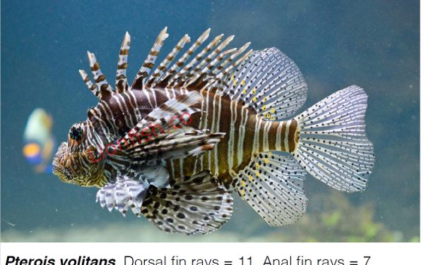 Is that lionfish a Pterois Miles or Pterois Volitans?