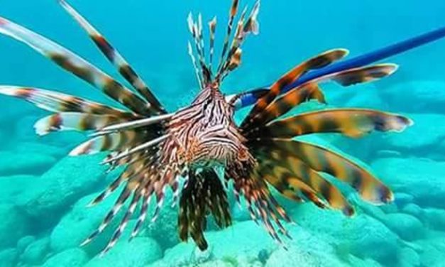 October lionfish contest, win $400