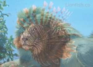 why is a lionfish called a lionfish, how did lionfish get its name