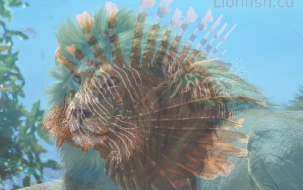 Why is a lionfish called a lionfish?