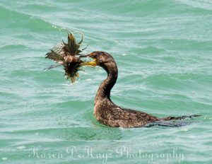Cormorant with a lionfish