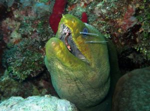 Moray eel with lionfish spines in mouth (Photo by ReefCI)
