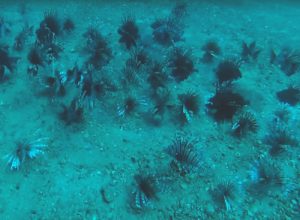 Incredible numbers of lionfish in the Northern Gulf of Mexico