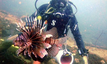 How to start lionfish hunting