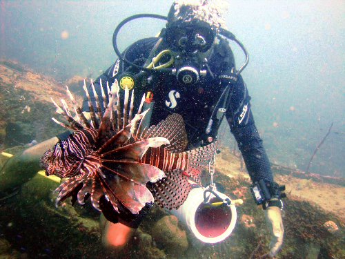 How to start lionfish hunting