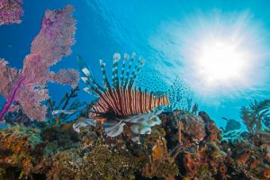 lionfish on the reef