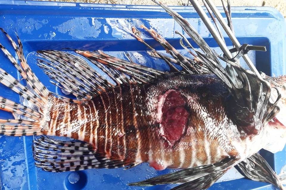 Something is making the lionfish sick, and scientists are not sure why