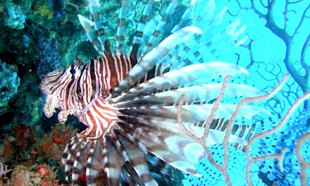 Better late than never, Cyprus begins culling lionfish